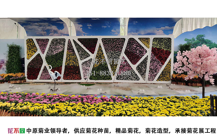 湖北菊花花会精品大花展区图片