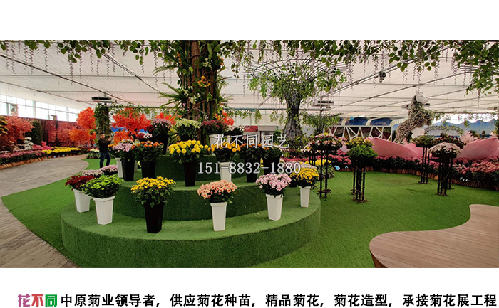 湖北菊花花会精品小菊花展区