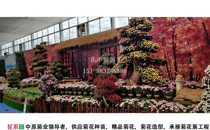 湖北菊花花会精品菊树盆景展区设计图