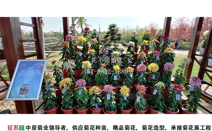 白马湖菊花花会独头菊展示区