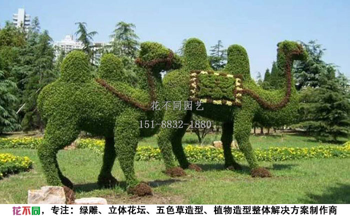 植物绿雕动物造型-骆驼实拍图