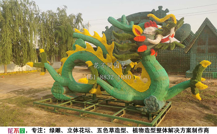 植物绿雕动物造型骨架-盘龙现场实拍图