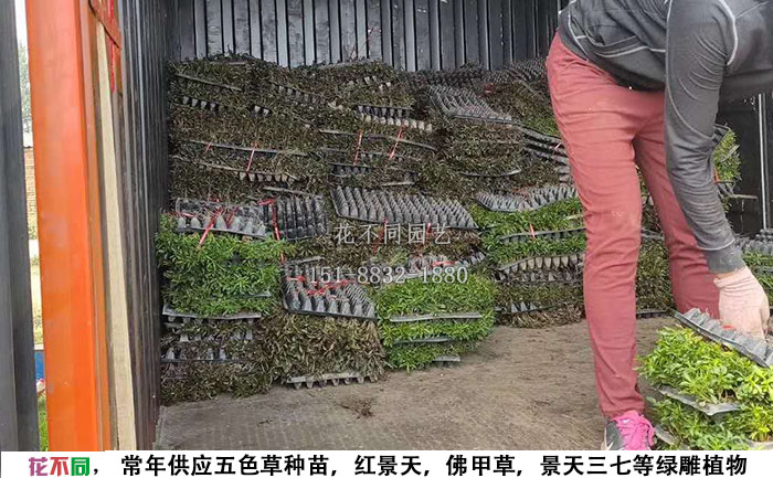 五色草穴盘苗基地-工人正在往车上搬运穴盘
