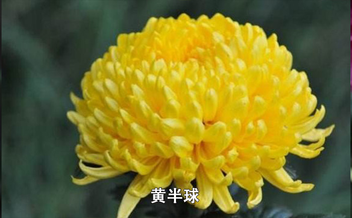 短日照菊花图片