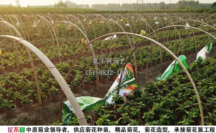 正在进行短日照处理的菊花