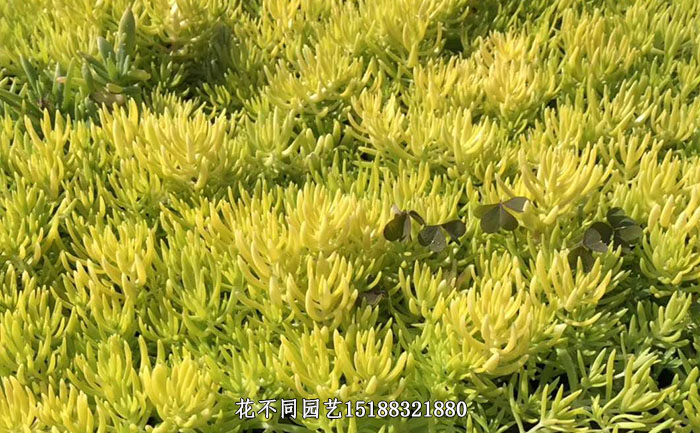 金叶佛甲草细节图