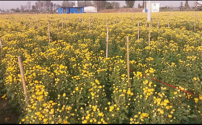 金丝皇菊菊花茶种植基地实拍照