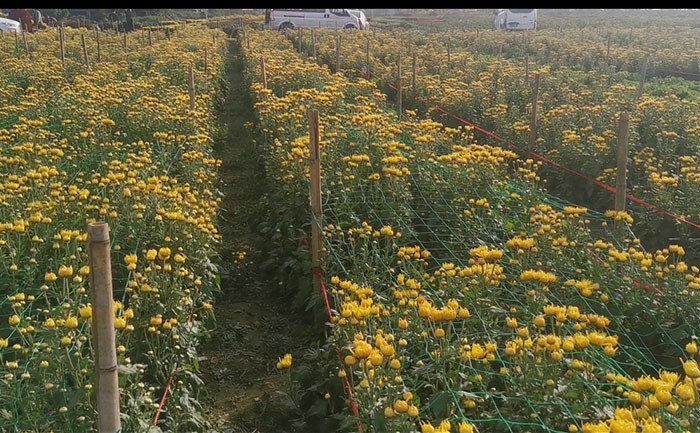 金丝皇菊菊花茶种植基地实拍照