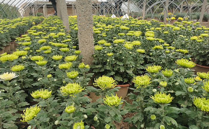 开封菊花种植批发基地实拍图