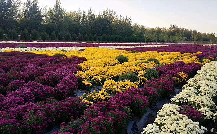 开封菊花种植批发基地现场实拍图