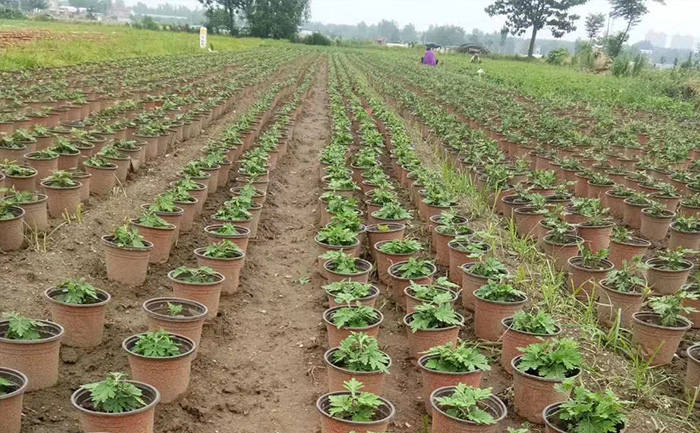 河南菊花种植基地现场实拍图