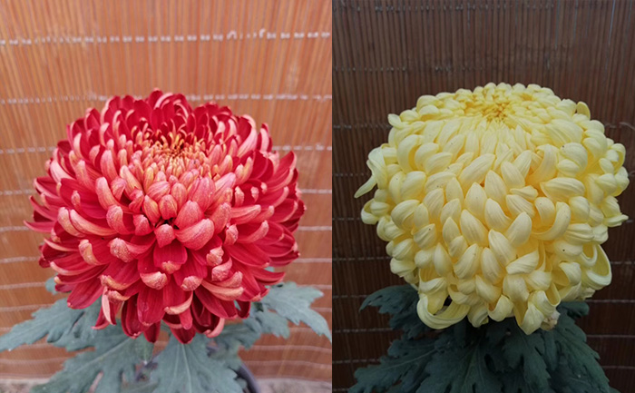独本菊花图片