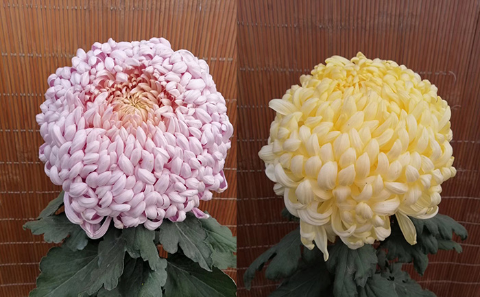 独本菊花图片