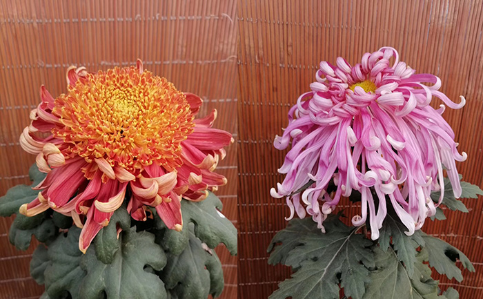 独本菊花图片