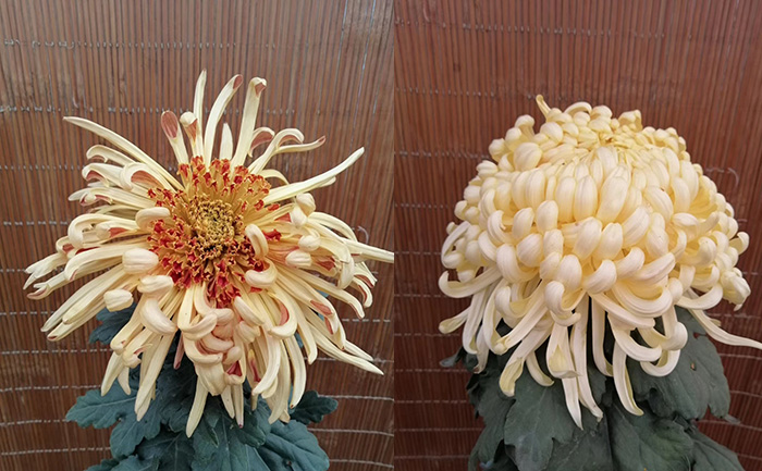 独本菊花图片