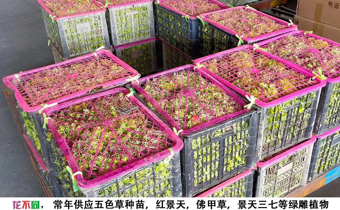 打包装箱的金叶佛甲草成品