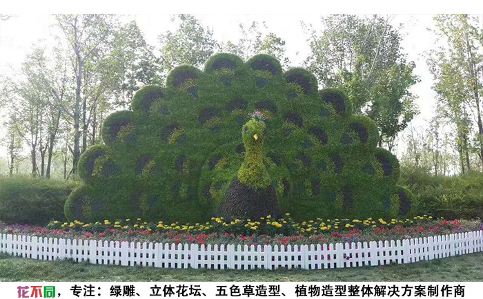 动物景观绿雕造型-孔雀现场实拍图片