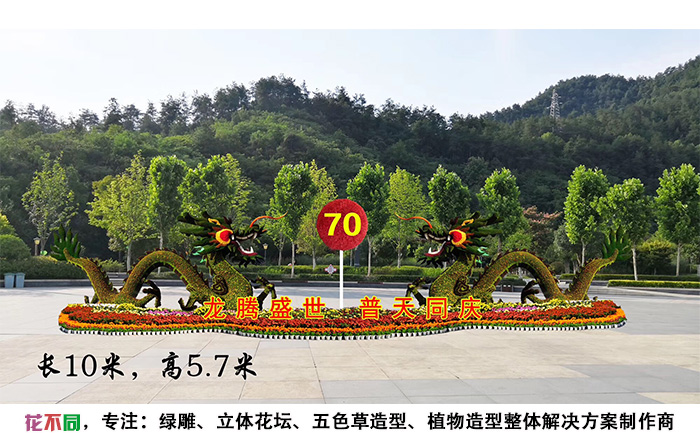 嫁接型造型菊双龙戏珠高清大图