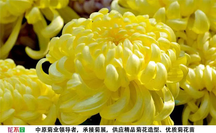 春日见山菊花大花实拍图