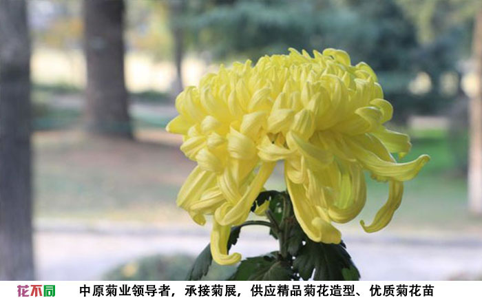 春日见山菊花种苗实拍图片