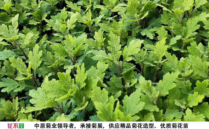 菊花培育基地春日见山菊花种苗实拍图片