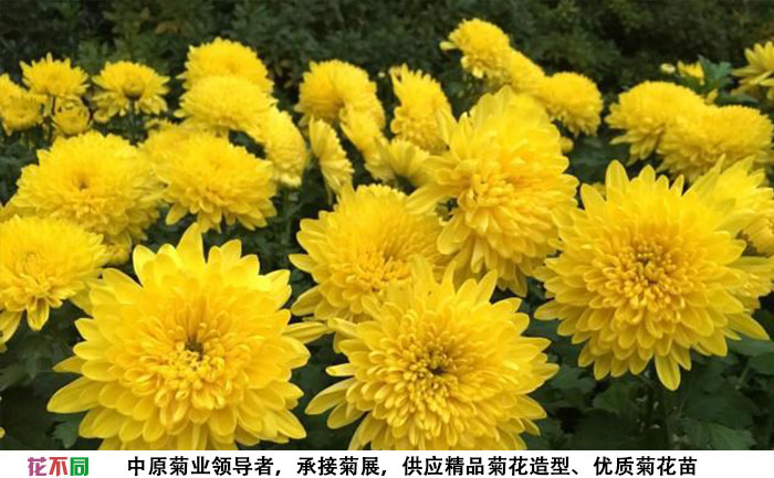 黄香梨菊花图片