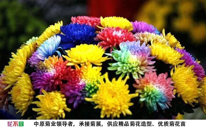 观赏菊花品种-七色炫彩菊插在花瓶中的样子