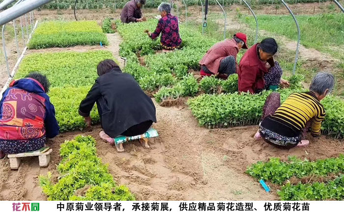 菊花种苗价格-工人在起苗