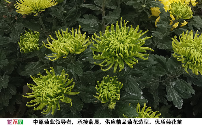 菊花苗的品种-绿牡丹