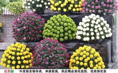 <b>菊花种苗多少钱一株</b>