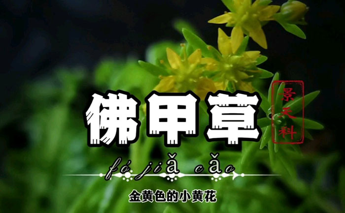 佛甲草艺术字