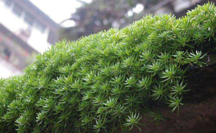 阳台上的金叶佛甲草照片