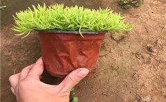 大型金叶佛甲草种植基地