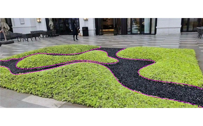 金叶佛甲草应用场景照片