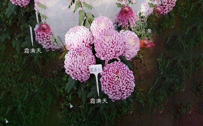 独本菊霜满天照片