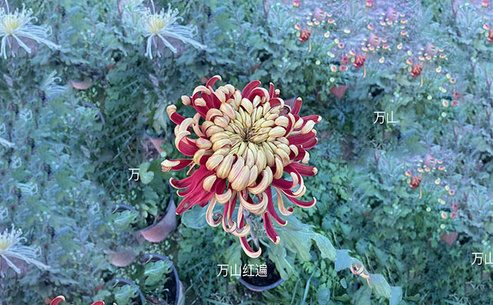 独本菊品种金背大红实拍照片
