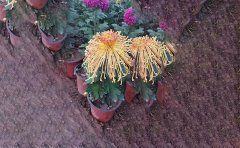 独本菊花栽培技术与要点