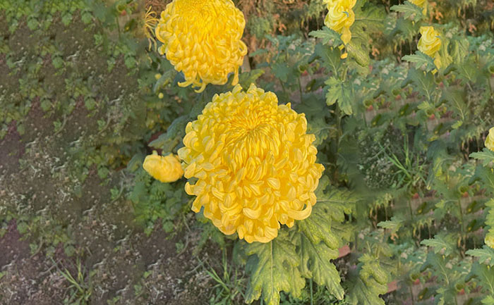 独本菊品种大黄花实拍照片