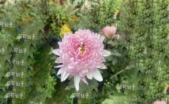 独本菊和案头菊的区别