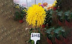 独本菊三段根法