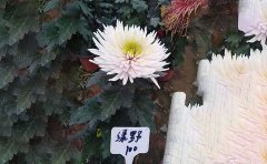 独本菊和多头菊的区别