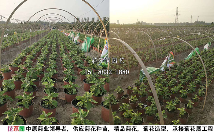 花不同园艺独本菊基地照片
