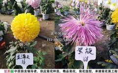独本菊批发价格