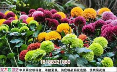 开封花不同园艺菊花基地：特色菊花品种大赏
