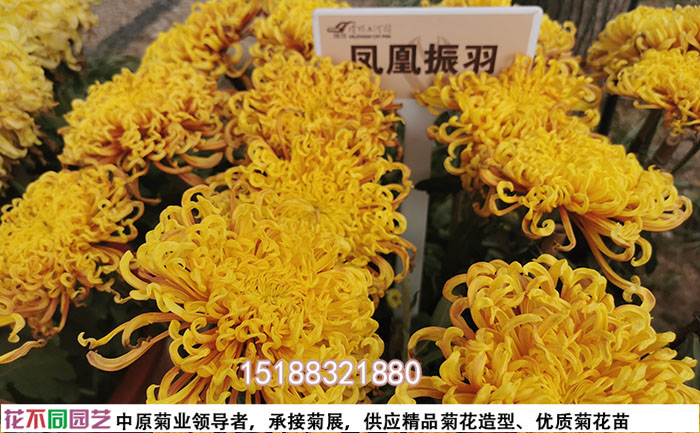 菊花品种凤凰振羽照片