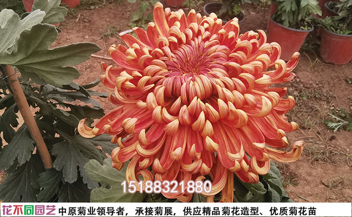 菊花品种西湖柳月照片