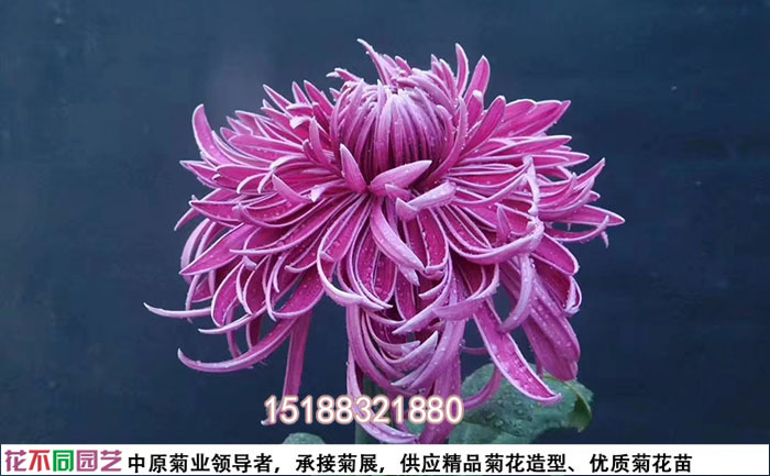菊花品种玉壶春照片