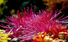 揭秘开封盆栽菊花基地：畅销品种全知道