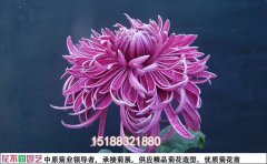 开封菊花基地菊花批发价格大揭秘