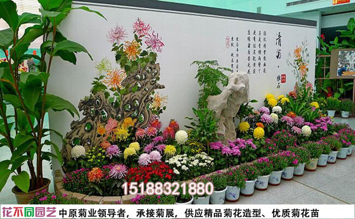 菊花展设计图